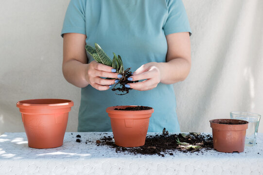 hobby girl transplants indoor gasteria flower into a bigger pot close-up.  Huge gardener.