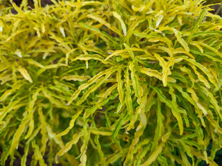 Beautiful yellow ornamental plant called Euodia ridleyi