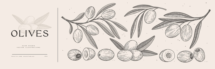 Set of hand-drawn olive branches with fruits and leaves in engraving style. The concept of organic products. Can be used for cosmetics, menu and packaging design. Vintage botanical illustration.