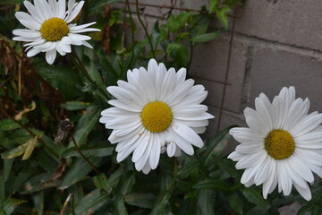 Obraz premium Plantas y Flores 