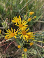 yellow flowers in the garden