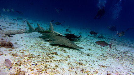 The guitar shark is patrolling its territory. An unexpected encounter of divers with a big fish.