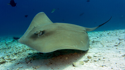 Underwater world of the Maldives. Underwater adventures. Large stingrays under water.