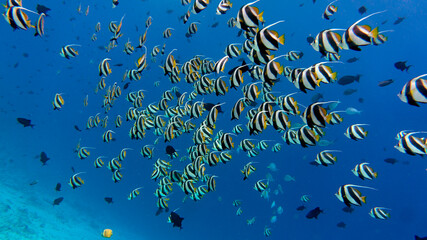 Fototapeta na wymiar A large group of coral fish. Sea world in the Maldives