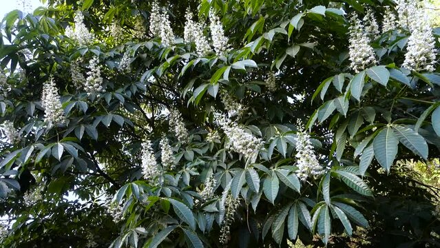 A shot of horse chestnut tree in full bloom with flowers, Aesculus species called buckeye