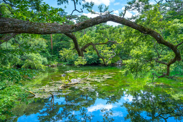 福島県の母沼(五色沼)