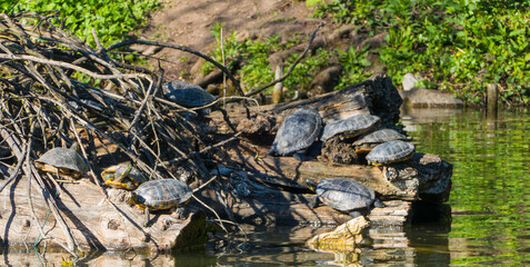 Schildkröten am See