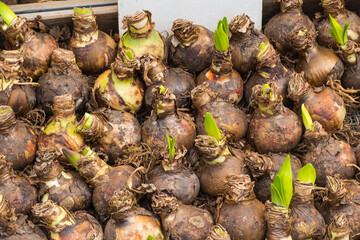 Flower Bulbs with green Sprouts