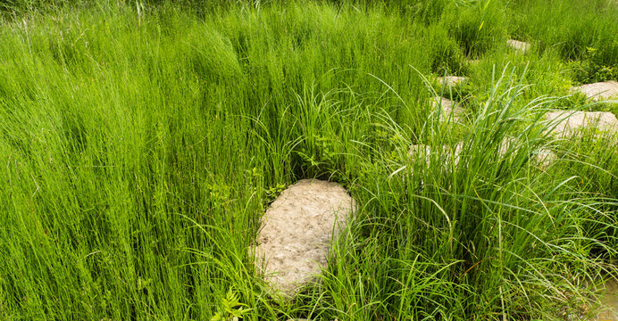 Naturweg durch Teich