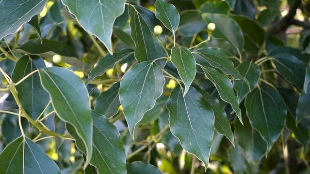 A close up shot of camphor laurel leaves. Cinnamomum camphora is a species of evergreen tree that is commonly known under the names camphor tree, camphorwood or camphor laurel.