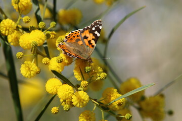 A colorful butterfly sits on a yellow flower
