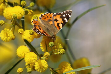A colorful butterfly sits on a yellow flower