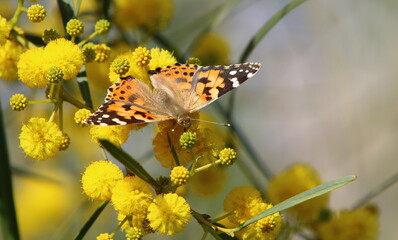 A colorful butterfly sits on a yellow flower