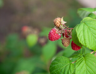 Ripe raspberries on a green bush