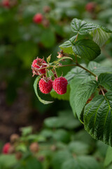 Ripe raspberries on a green bush