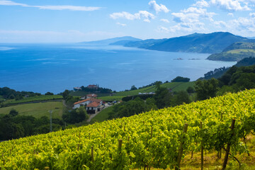 Vineyards by the sea in Getaria, Basque Country coast