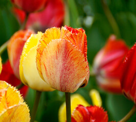 a beautiful large yellow red tulip with a fringe and yellow red streaks on a sunny sping day	