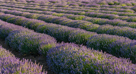Lavender, farm, lavender farm, sun, summer, landscape, flowers