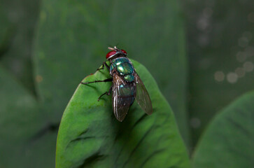 a blue fly in the garden seen from behind