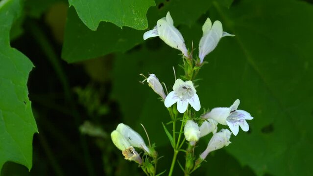 Foxglove beardtongue, medicinal herb of the American native 