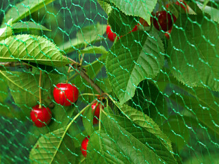 close up of red cherries on the cherry tree with bird protection net