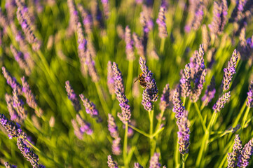 Lavender, farm, lavender farm, sun, summer, landscape, flowers