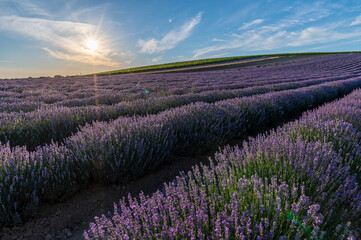 Fototapeta na wymiar Lavender, farm, lavender farm, sun, summer, landscape, flowers