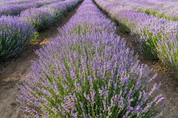 Zelfklevend Fotobehang Lavender, farm, lavender farm, sun, summer, landscape, flowers © Petr