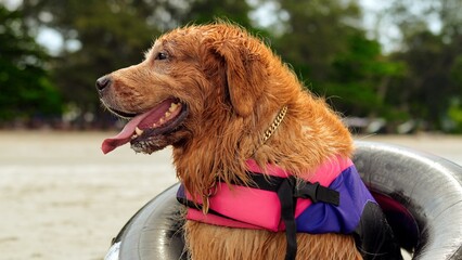 Dog in rubber ring resting on the beach, Happy weekend enjoy at sunset, Golden dog sitting and fun activity concept.