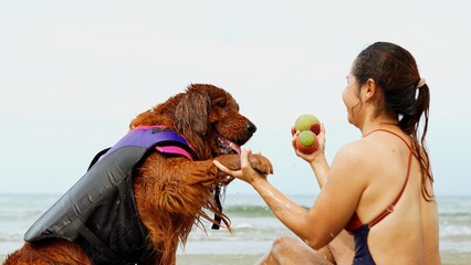 Asian woman take dog leg with ball technique teaching her pet on the beach, sitting relax and...