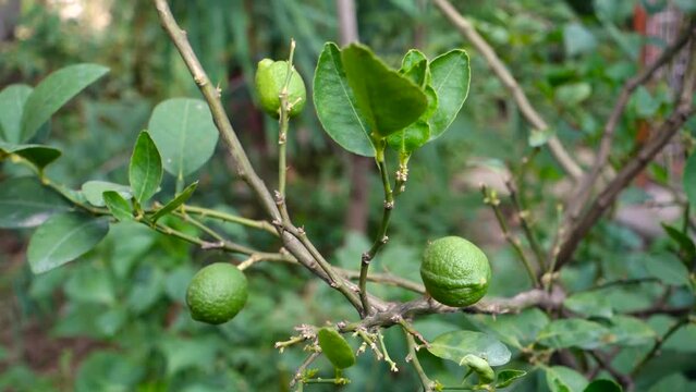 Djeruk limau commonly know as lime or lemon hanging on a tree in an Indian garden.