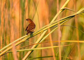 Scaly Munia juvenile on a branch