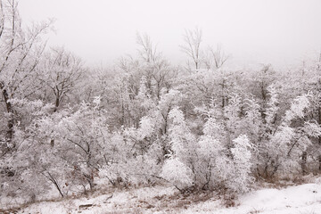 Trees covered with white snow.