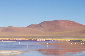 Laguna Colorada flamingos, Bolivia