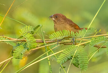 A juvenile of Munia on a bush tree