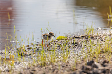 little ringed plover