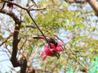 Red Vented Bulbul on Pink Flower of Bombax Ceiba or Malabar Silk-Cotton