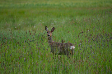 Roe deer in high grass