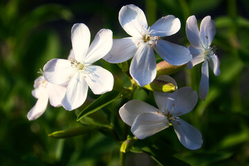 Blüten - Blume - Frühling - Springtime- Spring - 