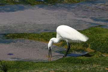 White heron fishing on the shores of the Mediterranean Sea