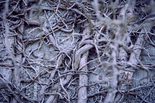 branches of plant on old wall