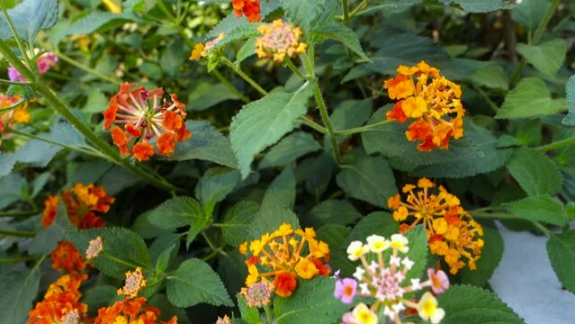 Flower and seeds of Lantana camara ,common lantana is a species of flowering plant within the verbena family Verbenaceae, native to the American tropics. India
