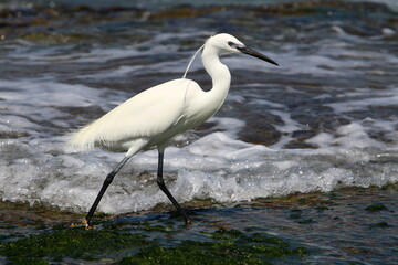 White heron fishing on the shores of the Mediterranean Sea