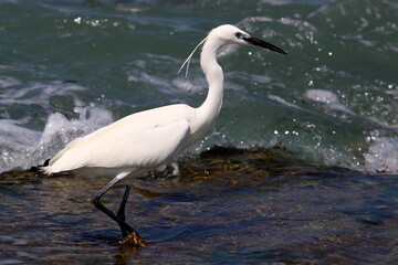 White heron fishing on the shores of the Mediterranean Sea