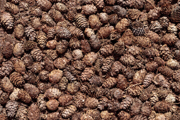 Dried pine cones background texture