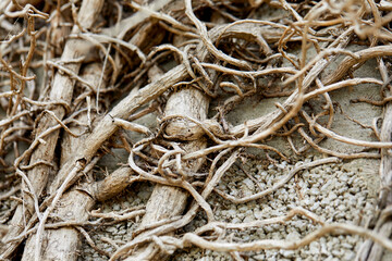 branches of plant on old wall