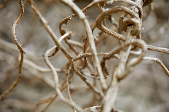 branches of plant on old wall