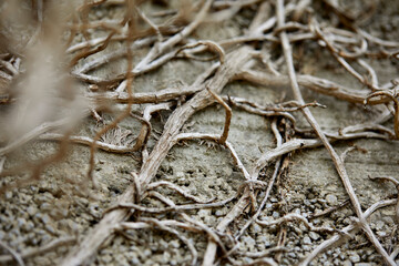 branches of plant on old wall