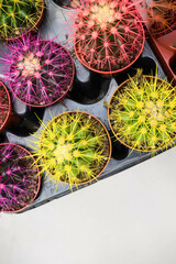 colorful cacti in flower pots