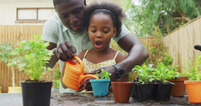 Vertical video of african american father and daughter planting plants